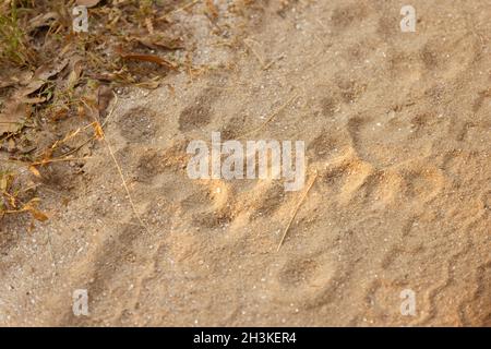 Tiger foot marks used to locate tiger in Kanha National Park, Madhya Pradesh, India. Stock Photo