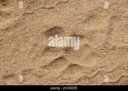 Tiger foot marks used to locate tiger in Kanha National Park, Madhya Pradesh, India. Stock Photo