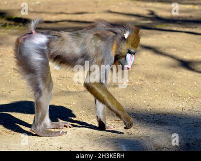 Mandrill (Mandrillus sphinx) standing on ground and seen from profile Stock Photo