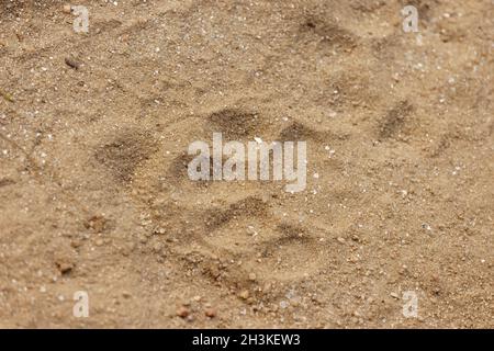 Tiger foot marks used to locate tiger in Kanha National Park, Madhya Pradesh, India. Stock Photo