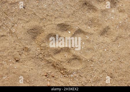 Tiger foot marks used to locate tiger in Kanha National Park, Madhya Pradesh, India. Stock Photo