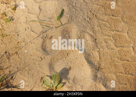 Tiger foot marks used to locate tiger in Kanha National Park, Madhya Pradesh, India. Stock Photo