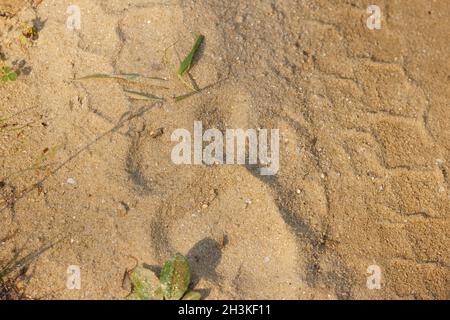 Tiger foot marks used to locate tiger in Kanha National Park, Madhya Pradesh, India. Stock Photo