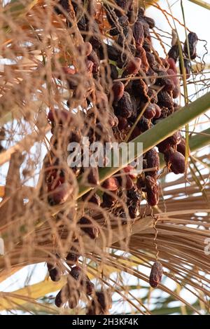 The drying fruit of the Phoenix dactylifera. Ripe dates on a palm tree in full sun. Stock Photo