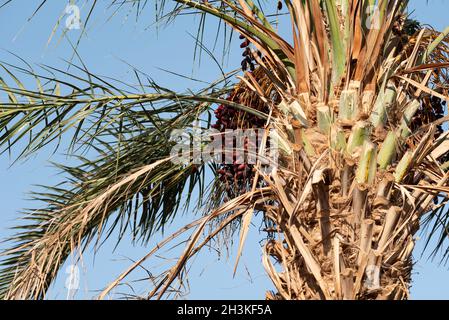 The drying fruit of the Phoenix dactylifera. Ripe dates on a palm tree in full sun. Stock Photo