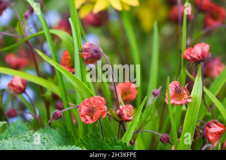 geum rivale in bud waiting to flower Stock Photo