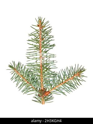 Fir tree branch isolated on white Stock Photo