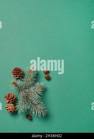 Fir tree branches on green background Stock Photo