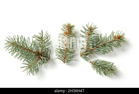 Fir tree branches isolated on white Stock Photo