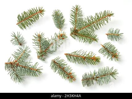Fir tree branches isolated on white Stock Photo