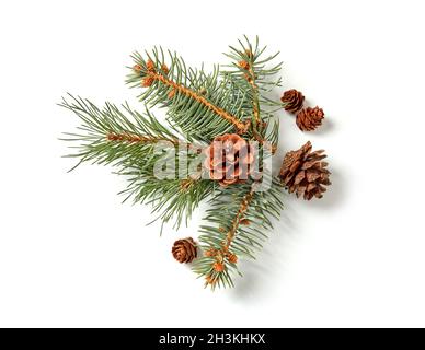 Fir tree branch isolated on white Stock Photo