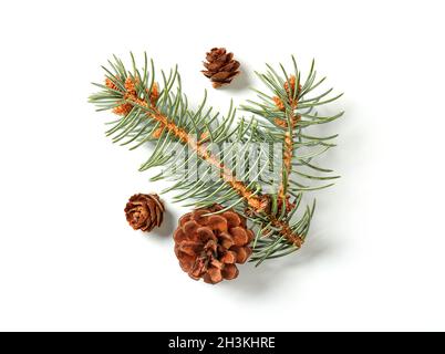 Fir tree branch isolated on white Stock Photo