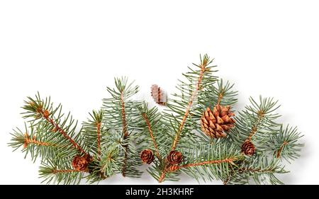 Fir tree branches with cones composition on white background Stock Photo