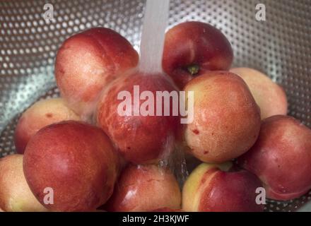 Peaches nectarine. Fresh red ripe nectarines washed under running water in a colander. Stock Photo