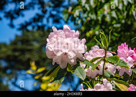 Rhododendron White Pearl (Halopeanum) botanical garden, San Francisco, California, U.S.A Stock Photo