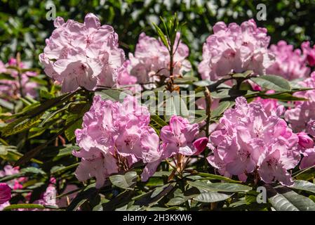 Rhododendrons Golden Gate Park San Francisco USA Stock Photo - Alamy