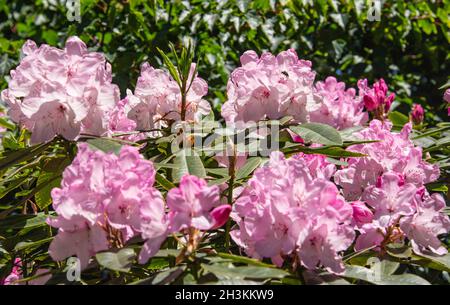 Rhododendron White Pearl (Halopeanum) botanical garden, San Francisco, California, U.S.A Stock Photo