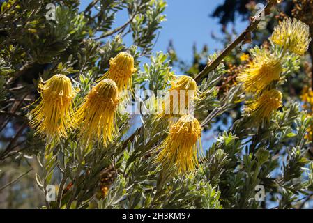 South African Rocket Yellow Pincushion, botanical garden, San Francisco, California, U.S.A Stock Photo