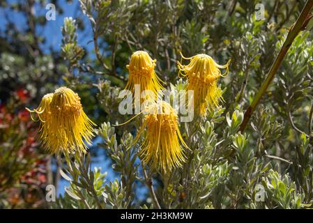 South African Rocket Yellow Pincushion, botanical garden, San Francisco, California, U.S.A Stock Photo