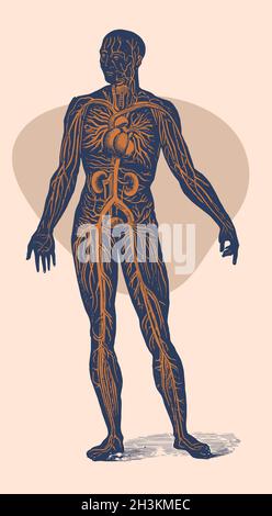 The circulatory system of the human body. Human body front view. Detailed vector from vintage 1893 engraving. Stock Vector