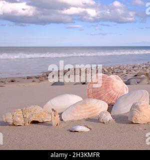 Shell collection on the beach Stock Photo