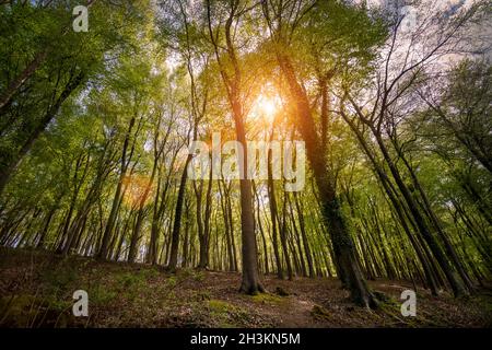 woodland scene with sunlight coming through the trees with spring foliage. Stock Photo