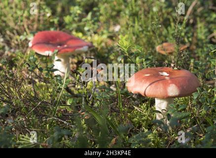 Edible mushrooms in the forest on a sunny day. Stock Photo