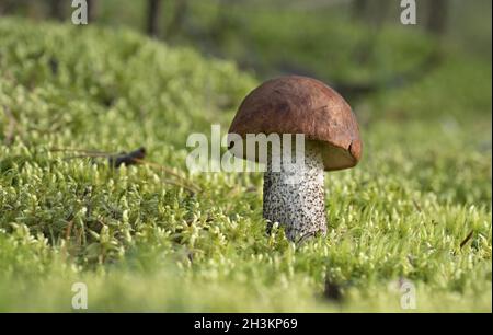 Edible mushroom growing on moss in the autumn forest. Leccinum aurantiacum. Stock Photo