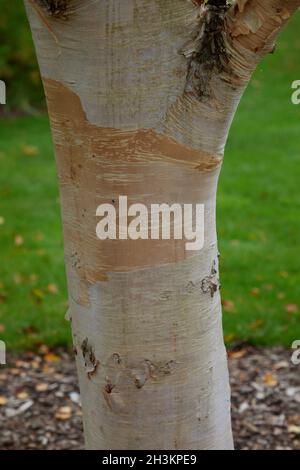 Coloured bark of Betula ermanii Grayswood Hill seen in October. Stock Photo