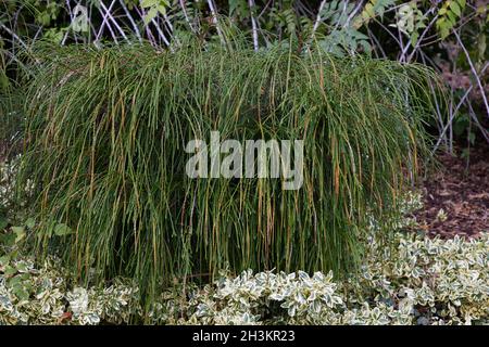 Close up of Thuja plicata whipcord. Stock Photo