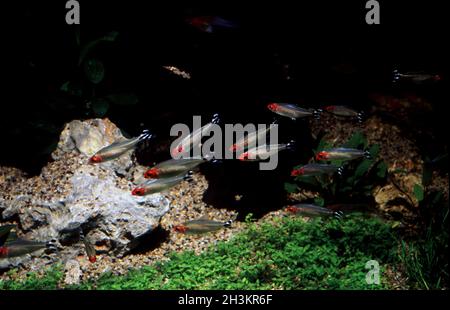 Rummy-nose or red-nose tetra, Hemigrammus bleheri Stock Photo