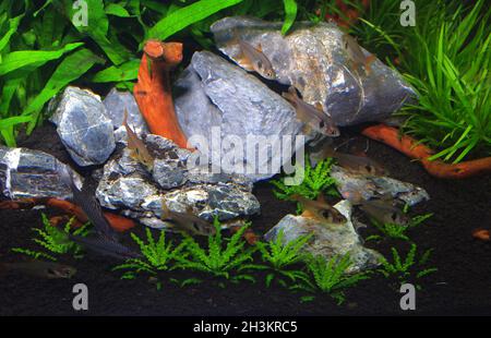 Aquarium with Spotted headstander (Chilodus punctatus) and Red phantom tetra (Hyphessobrycon sweglesi), planted with downoi plant (Pogostemon helferi) Stock Photo