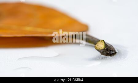 Macro Jackfruit leaves axil on isolated white background Stock Photo