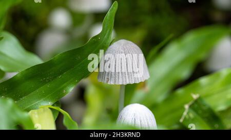 Small mushroom growing against from grass nature background. Stock Photo