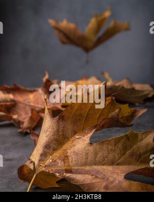 Dry leaves fall to the ground and the one in the foreground is wet with raindrops Stock Photo