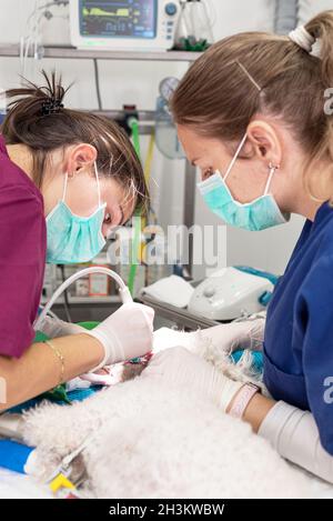 Woman veterinarian dentist doing procedure of professional teeth cleaning dog in a veterinary clinic. Anesthetized dog in operat Stock Photo