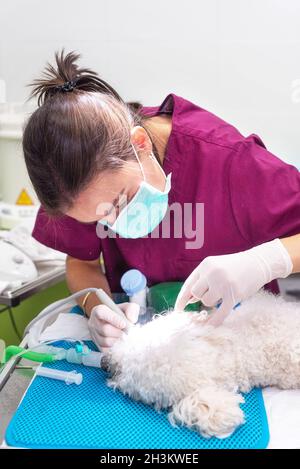 Woman veterinarian dentist doing procedure of professional teeth cleaning dog in a veterinary clinic. Anesthetized dog in operat Stock Photo