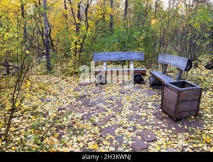 Two wooden eco-friendly benches with a trash bin in a beautiful birch forest during fall time. Beautiful colorful forest with a sitting area among Stock Photo