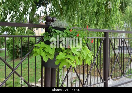 Flowers in a flowerbed hanging on a bridge railing on a sunny day. Stock Photo