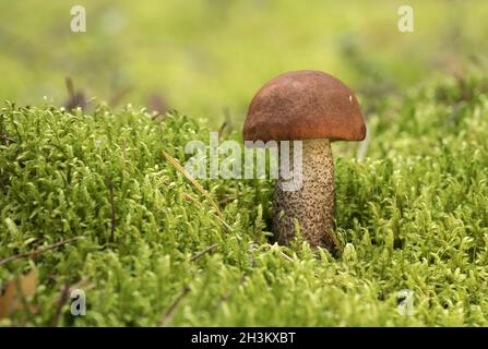 Edible mushroom growing in moss, in the forest on a sunny day. Leccinum aurantiacum. Stock Photo