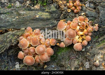 Sulphur tuft fungi (Hypholoma fasciculare) or toadstools growing at the bottom of a mature tree trunk in broadleaf woodland during autumn, England, UK Stock Photo