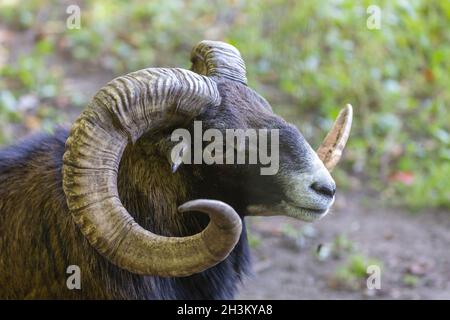 The European mouflon (Ovis orientalis musimon) Stock Photo