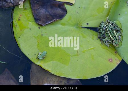 Two different kinds of frogs on a pond Stock Photo