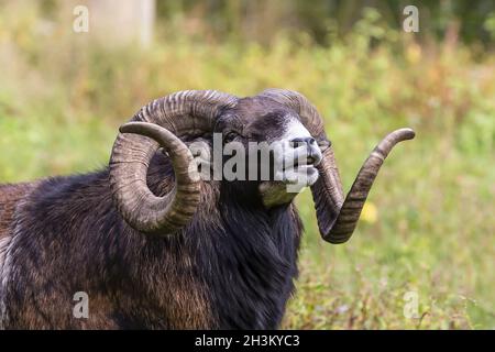 The European mouflon (Ovis orientalis musimon) Stock Photo