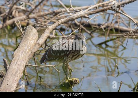 Juvenile black-crowned night heron (Nycticorax nycticorax) looking for food. Stock Photo