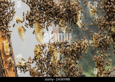 The beekeeper checks honeycomb Stock Photo