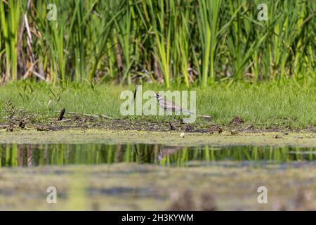The killdeer (Charadrius vociferus) looking for food in a swamp. Stock Photo