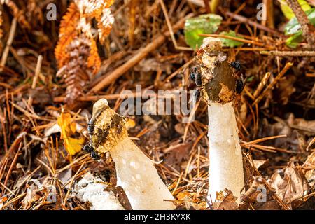 Common stinkhorn fungus (Phallus impudicus) with lots of flies feeding on it attracted by the foul smell odour, UK woodland during autumn fall. Stock Photo