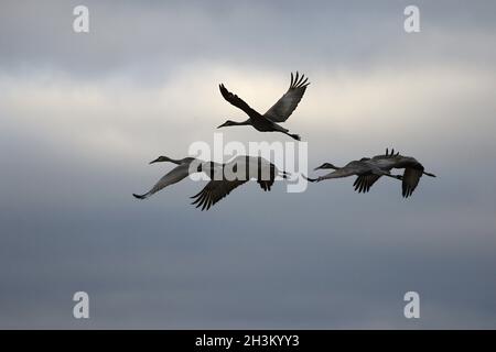The sandhill cranes on fly Stock Photo