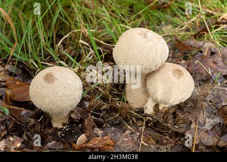 Common puffball fungi (Lycoperdon perlatum) growing on woodland floor during autumn or fall, UK Stock Photo